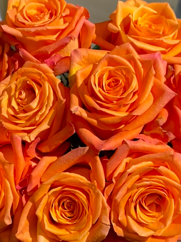 Kings Day Rose Kings Day Rose