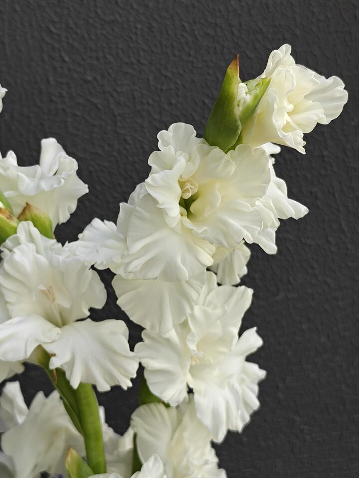 Gladiolus Crystal Candy Gladiolus Crystal Candy
