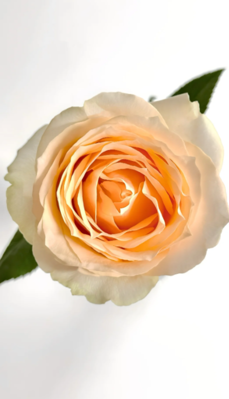 Champagne Rose Champagne Rose