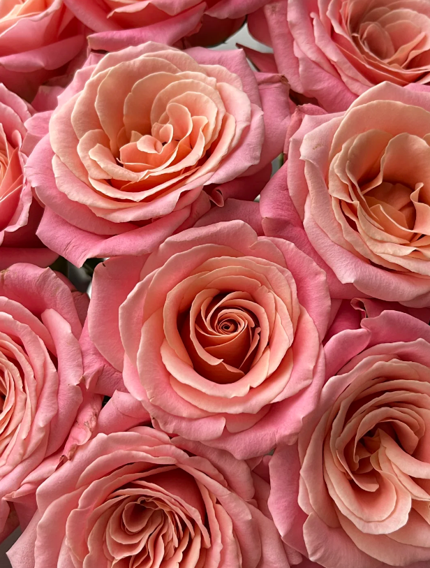 Miss Piggy Rose Miss Piggy Rose