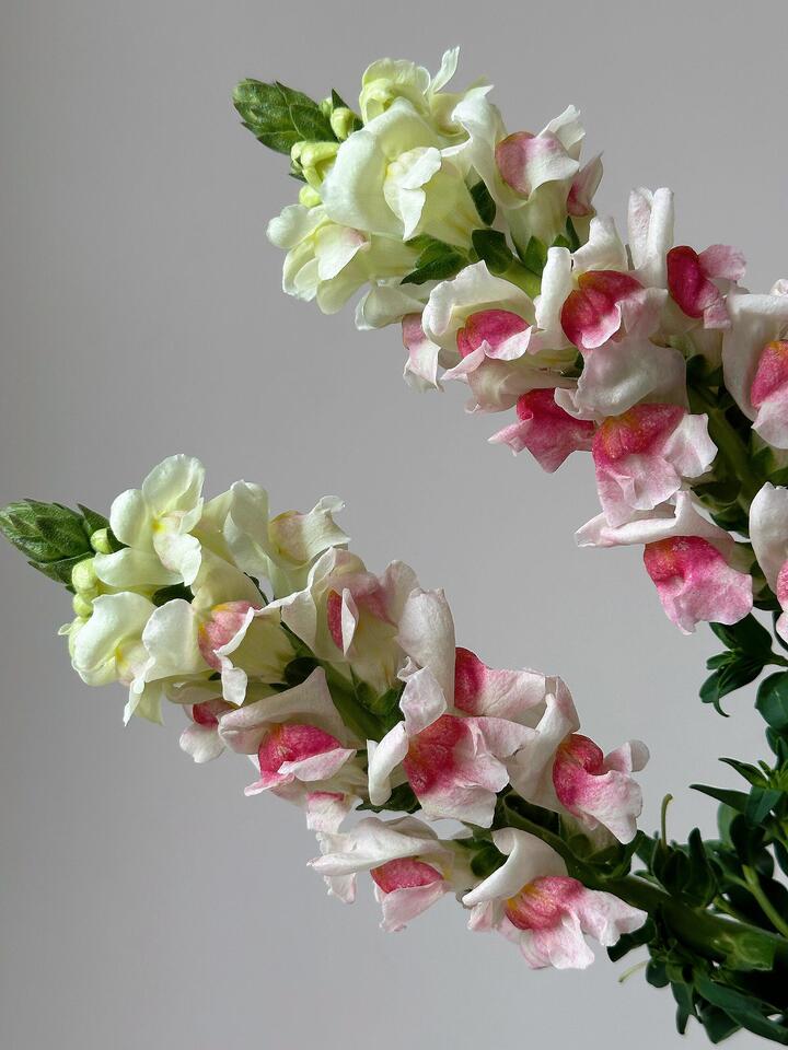 Pink and white Snapdragon Pink and white Snapdragon