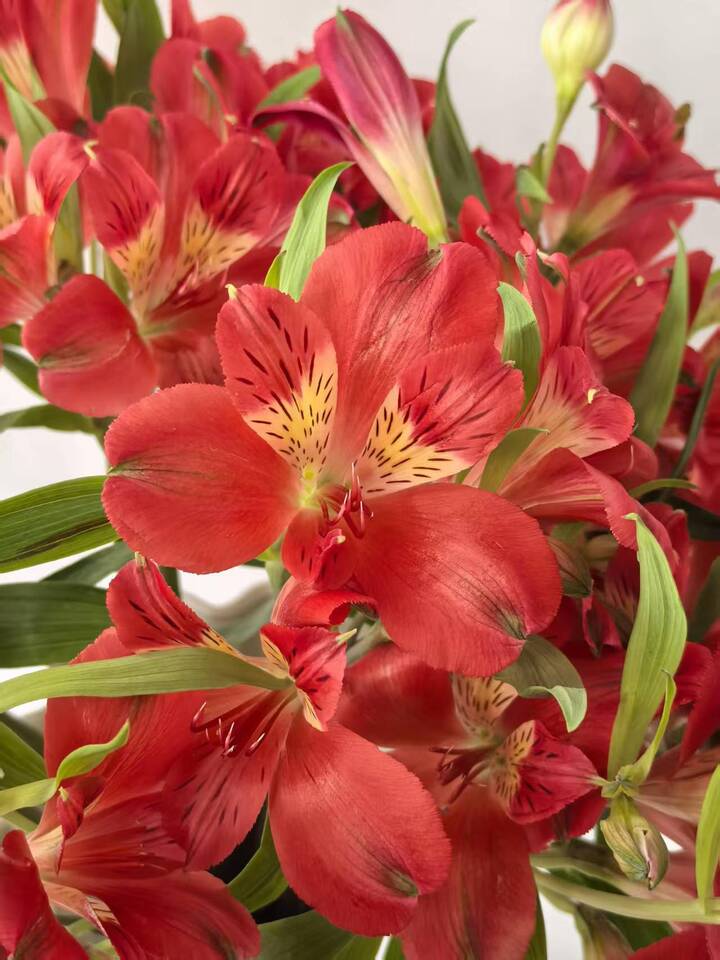 Red Alstroemeria Red Alstroemeria