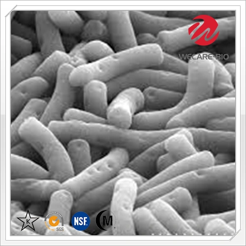 Lactobacillus Delbrueckii Subsp Bulgaricus