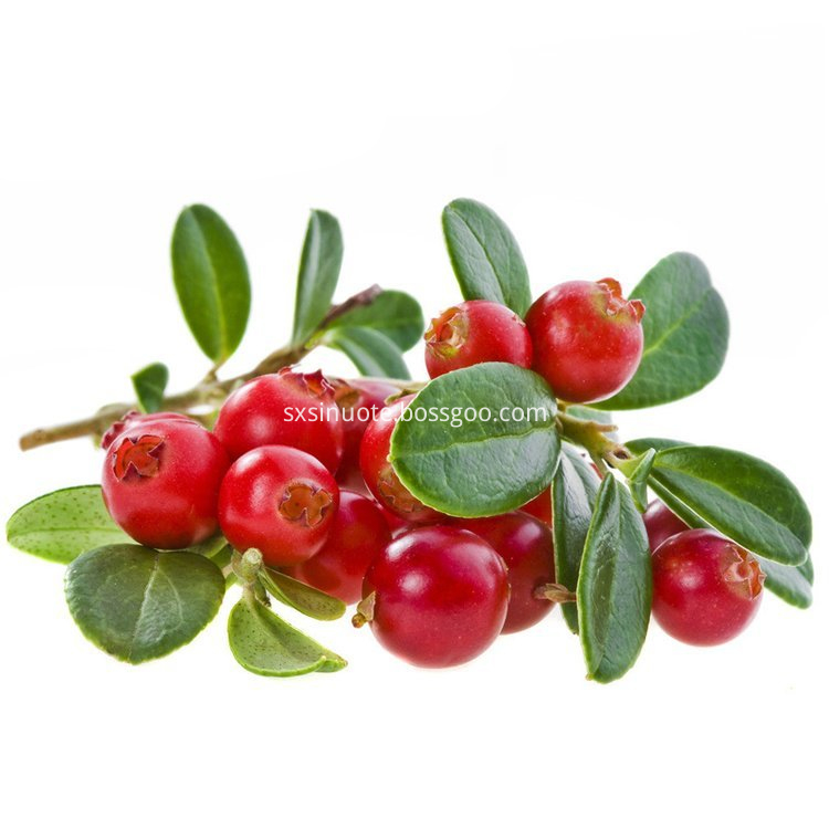 Cranberry Extract Cranberry Extract