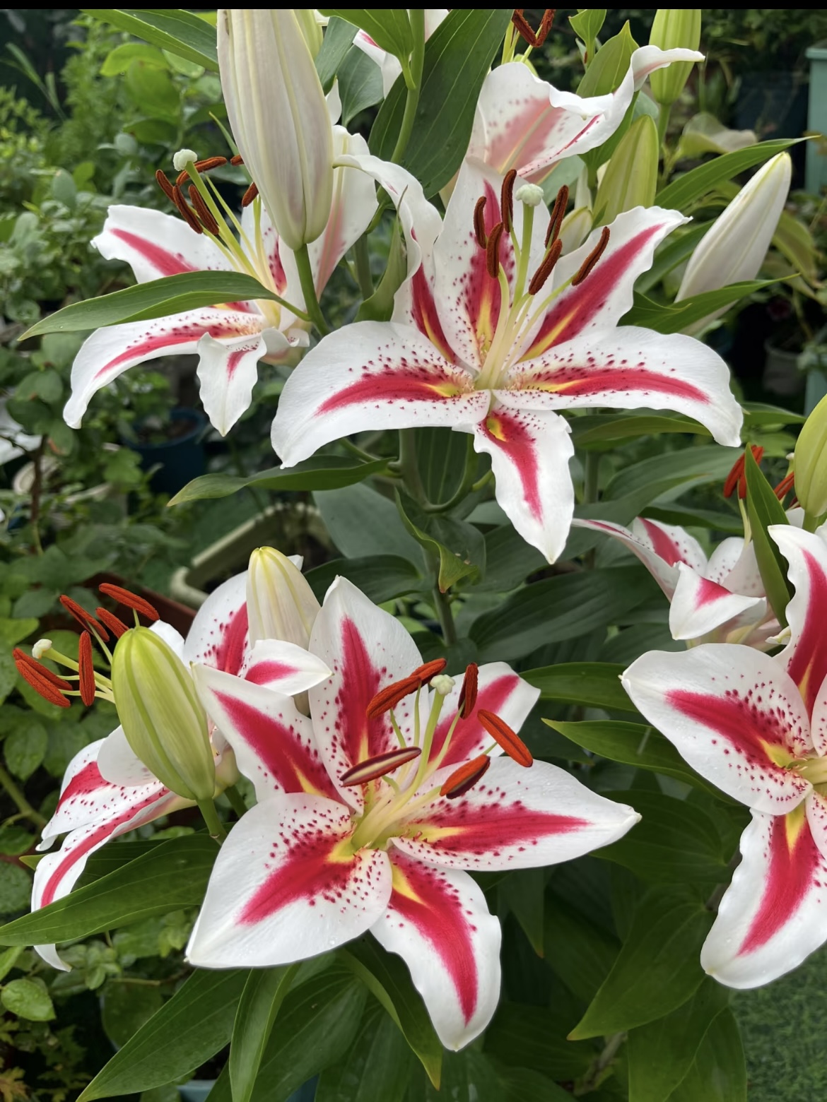 Smiley Single-petal Lily4 Smiley Single-petal Lily4