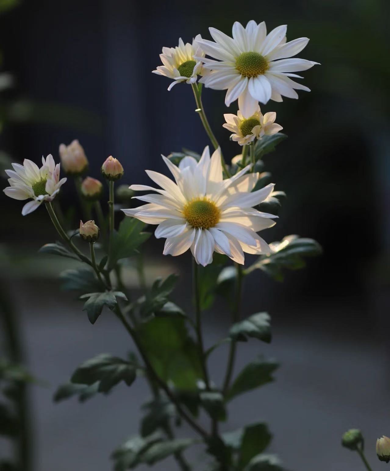 Sofitel spray white chrysanthemum Sofitel spray white chrysanthemum