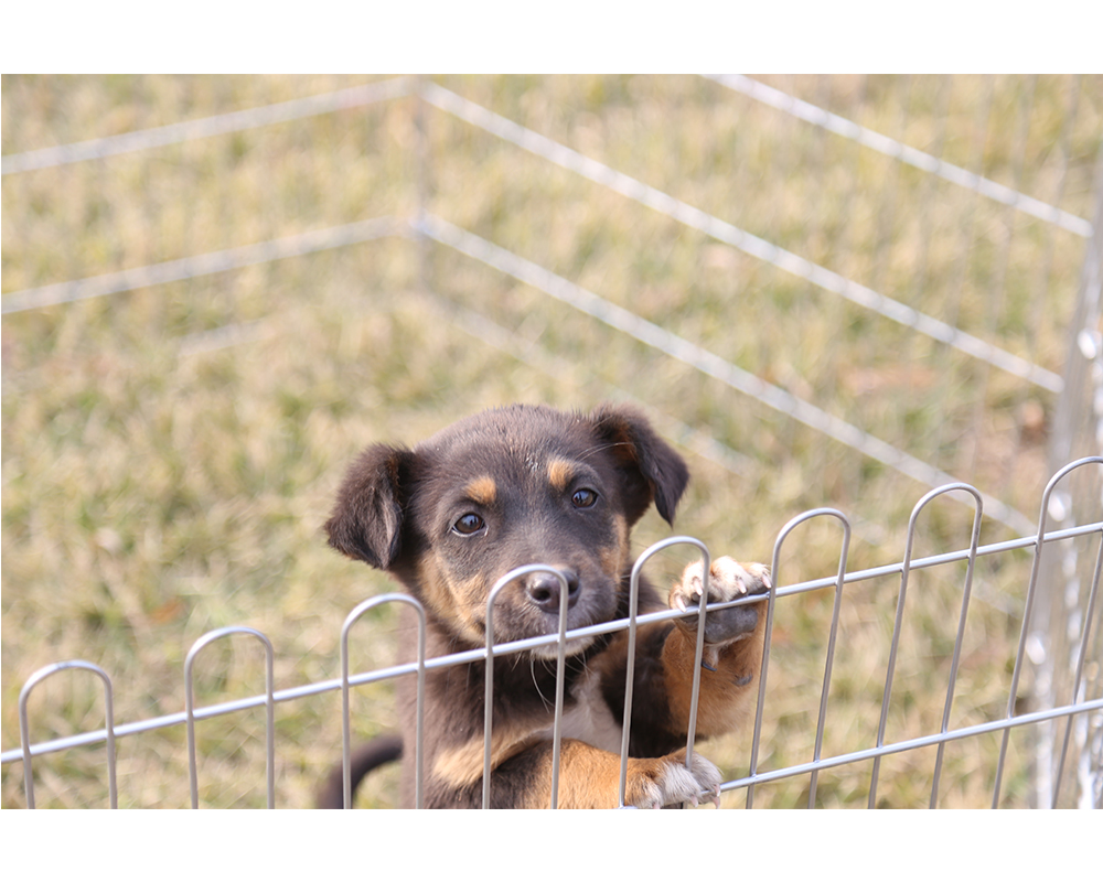 Galvaniserad hundspjäll Galvanized Dog Playpen