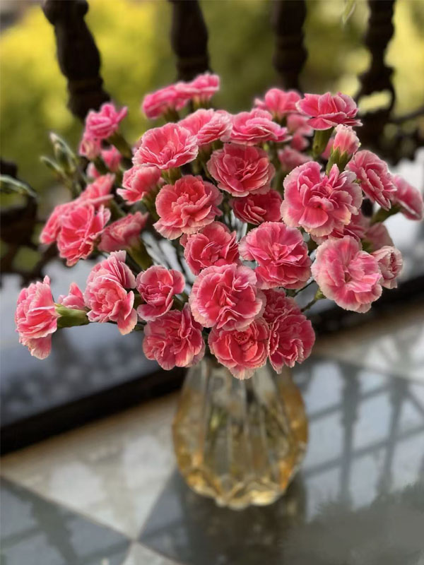 Spray carnation prince cherry5 Spray carnation prince cherry5