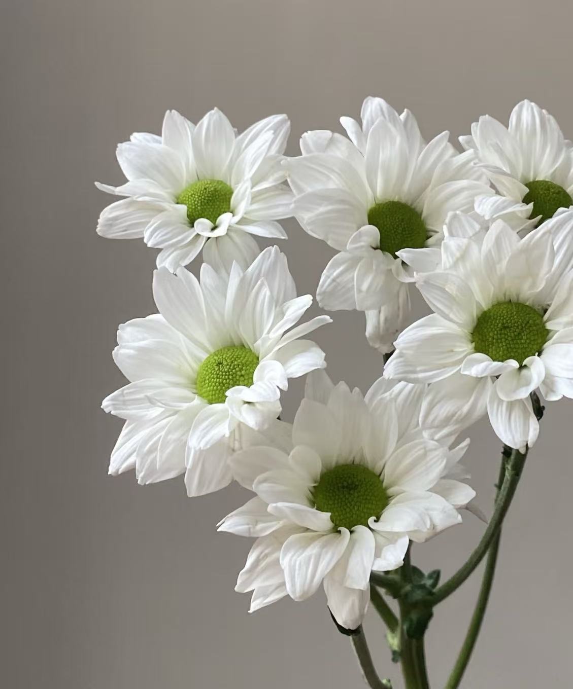 Kennedy white chrysanthemum Kennedy white chrysanthemum