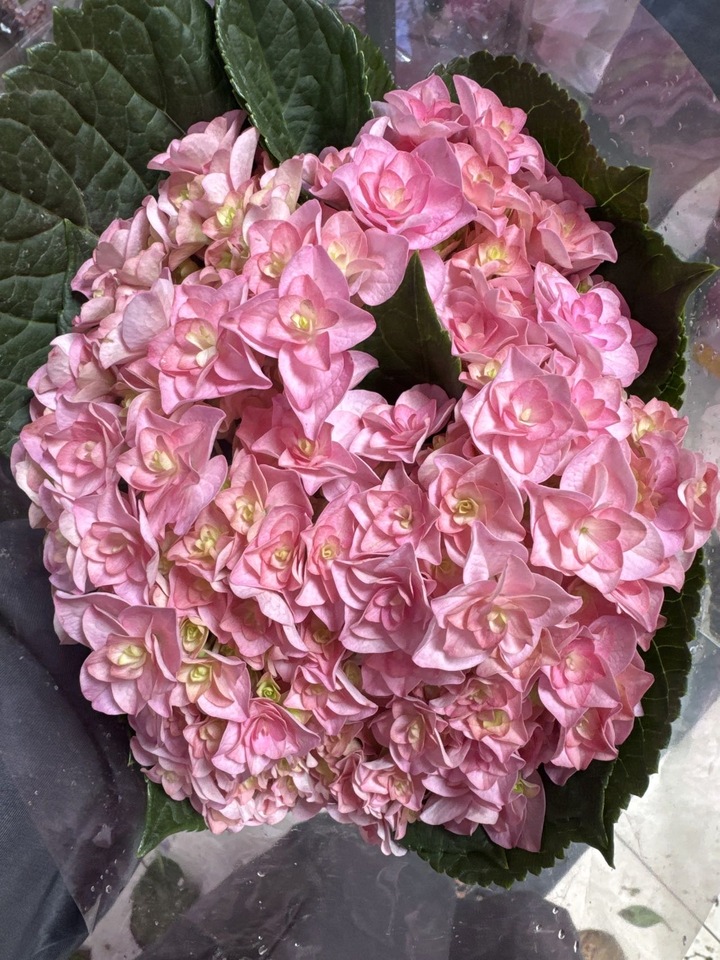 Pink double hydrangea Pink double hydrangea