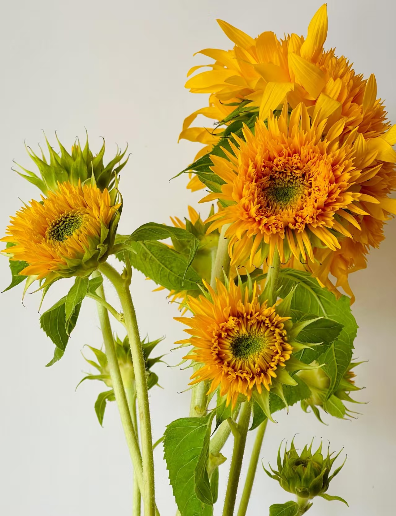 Teddy Bear Sunflower Teddy Bear Sunflower