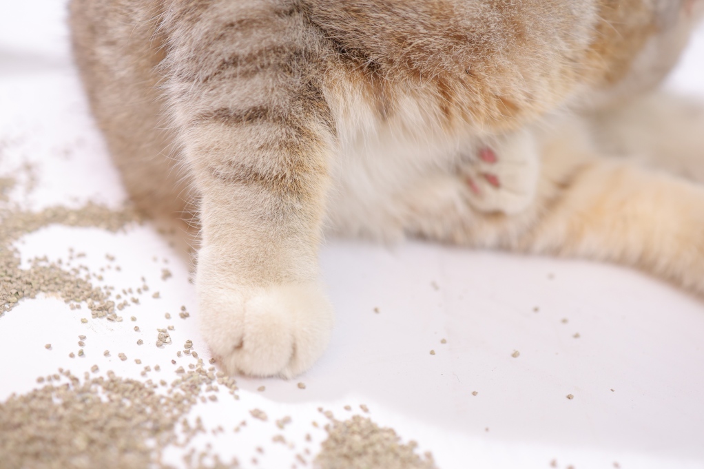 2.0mm Lavender Scented Activated Charcoal Bentonite Cat Litter1 2.0mm Lavender Scented Activated Charcoal Bentonite Cat Litter1