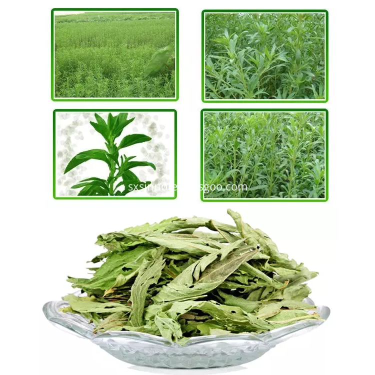 Stevia Leaf Extract Stevia Leaf Extract