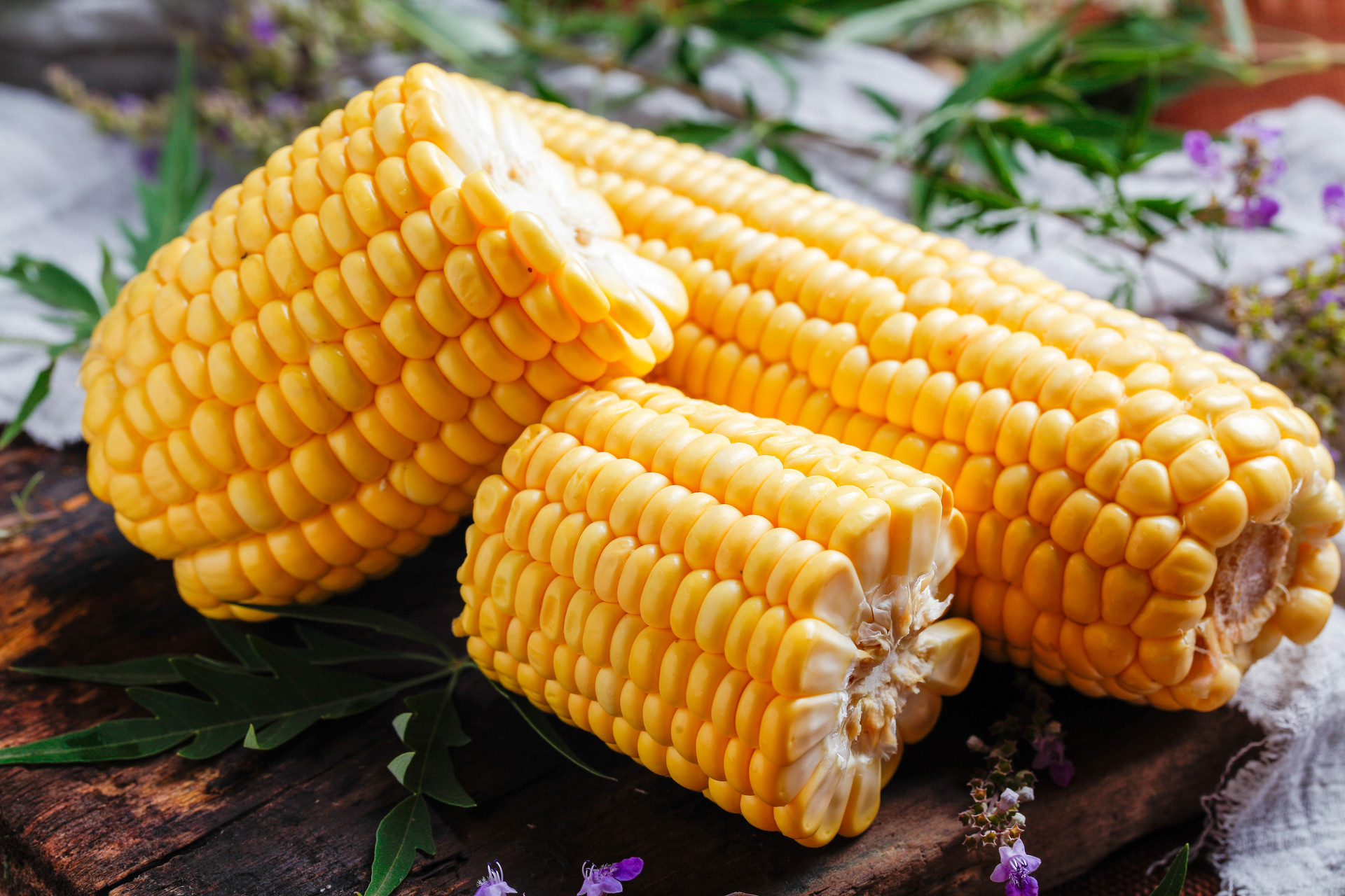 Corn Corn