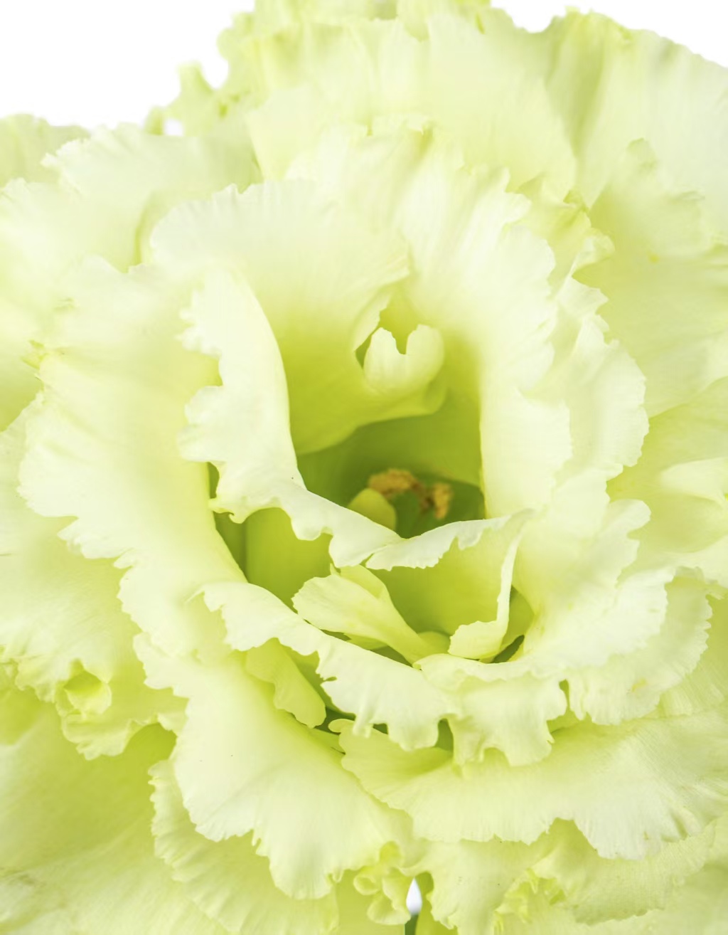 Green Lisianthus Green Lisianthus