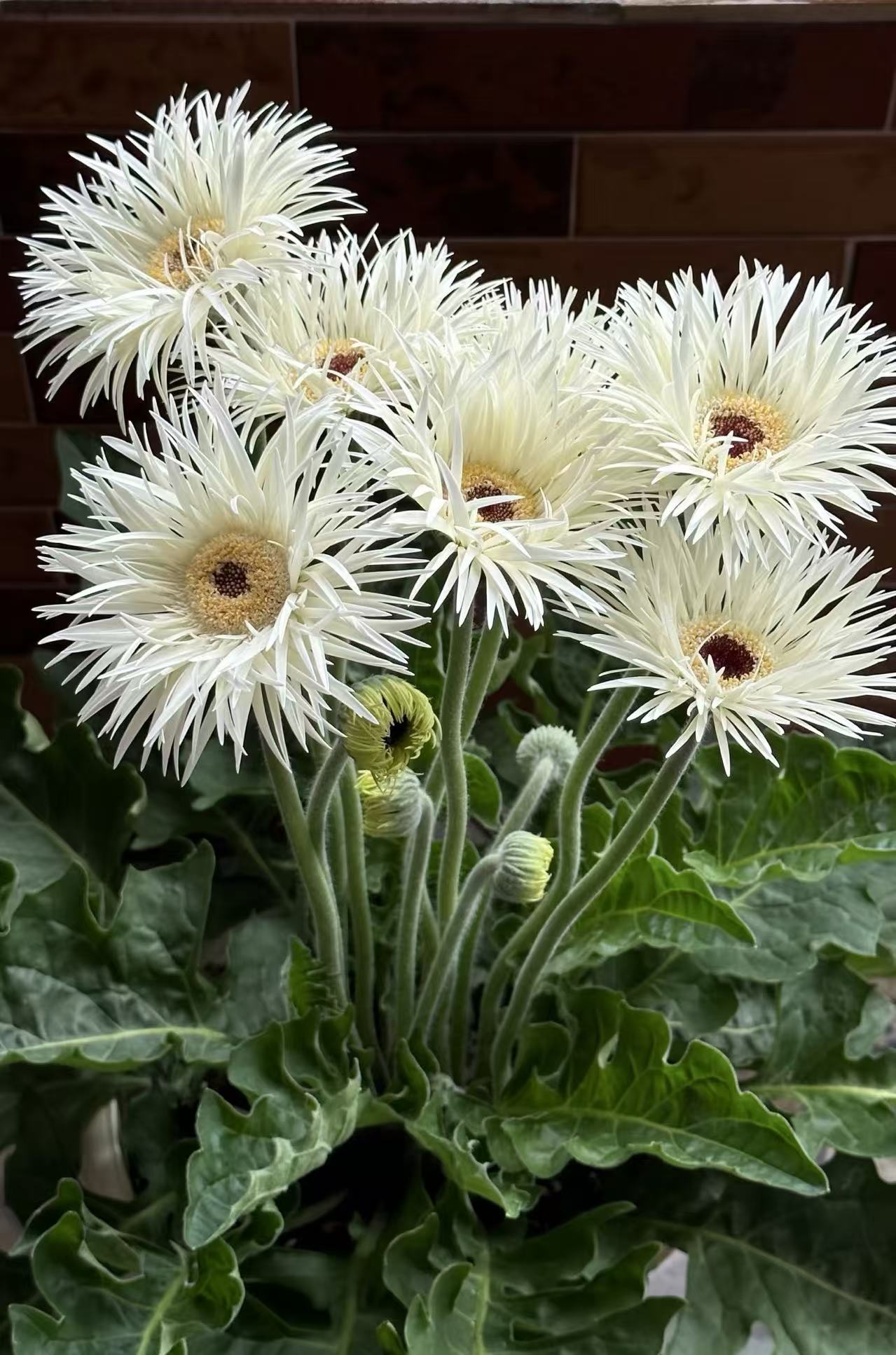 Standard white chrysanthemum Silky Gerbera Standard white chrysanthemum Silky Gerbera