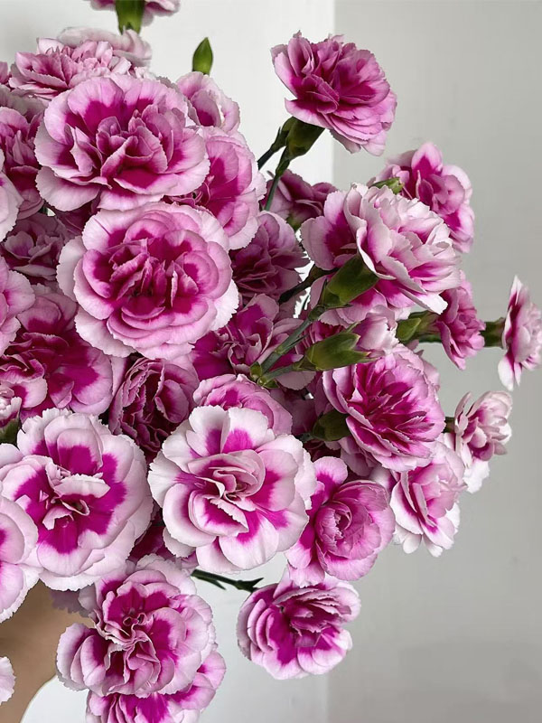 Spray carnation the prince of fashion Spray carnation the prince of fashion