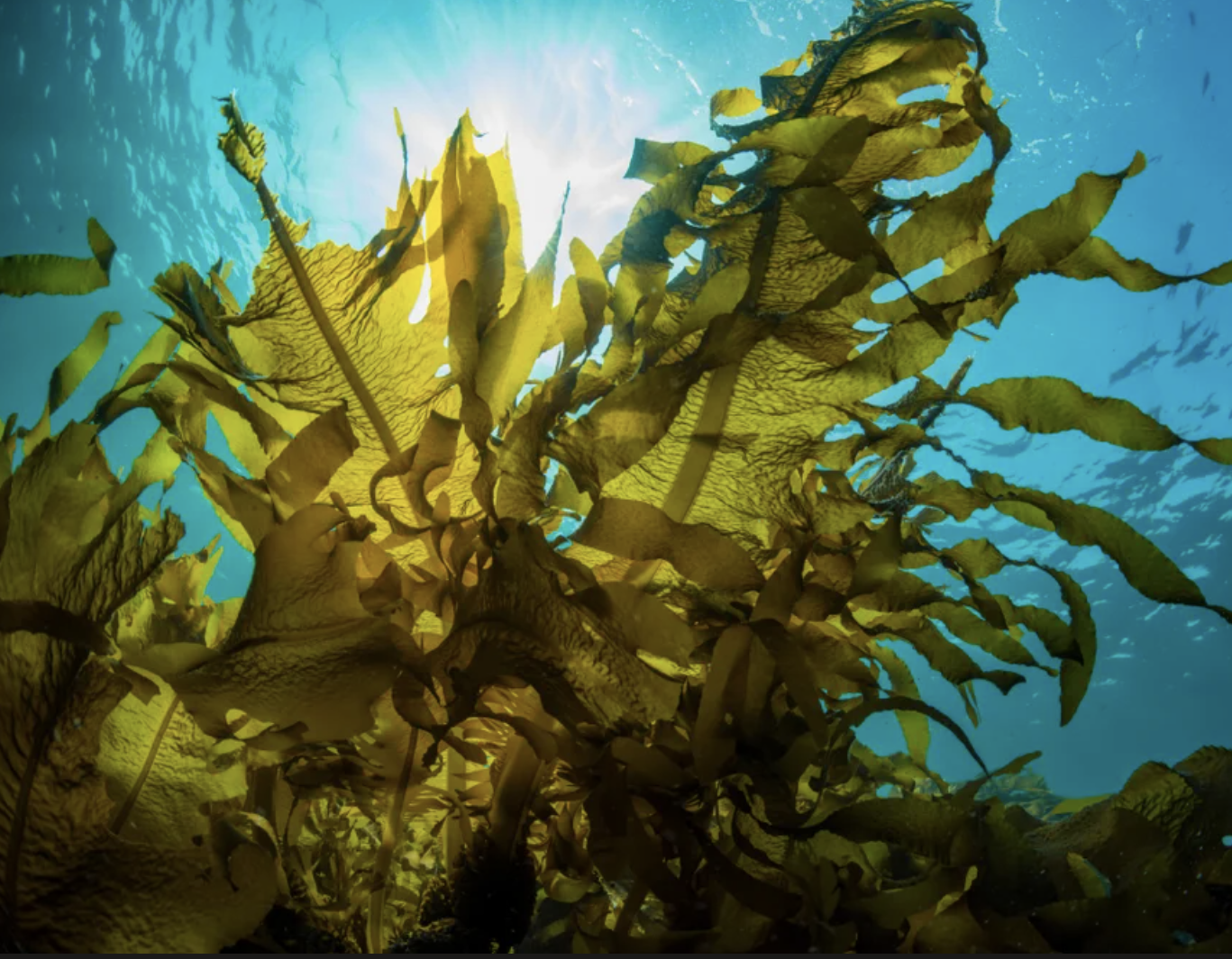 Seaweed Derived Biostimulant Seaweed Derived Biostimulant