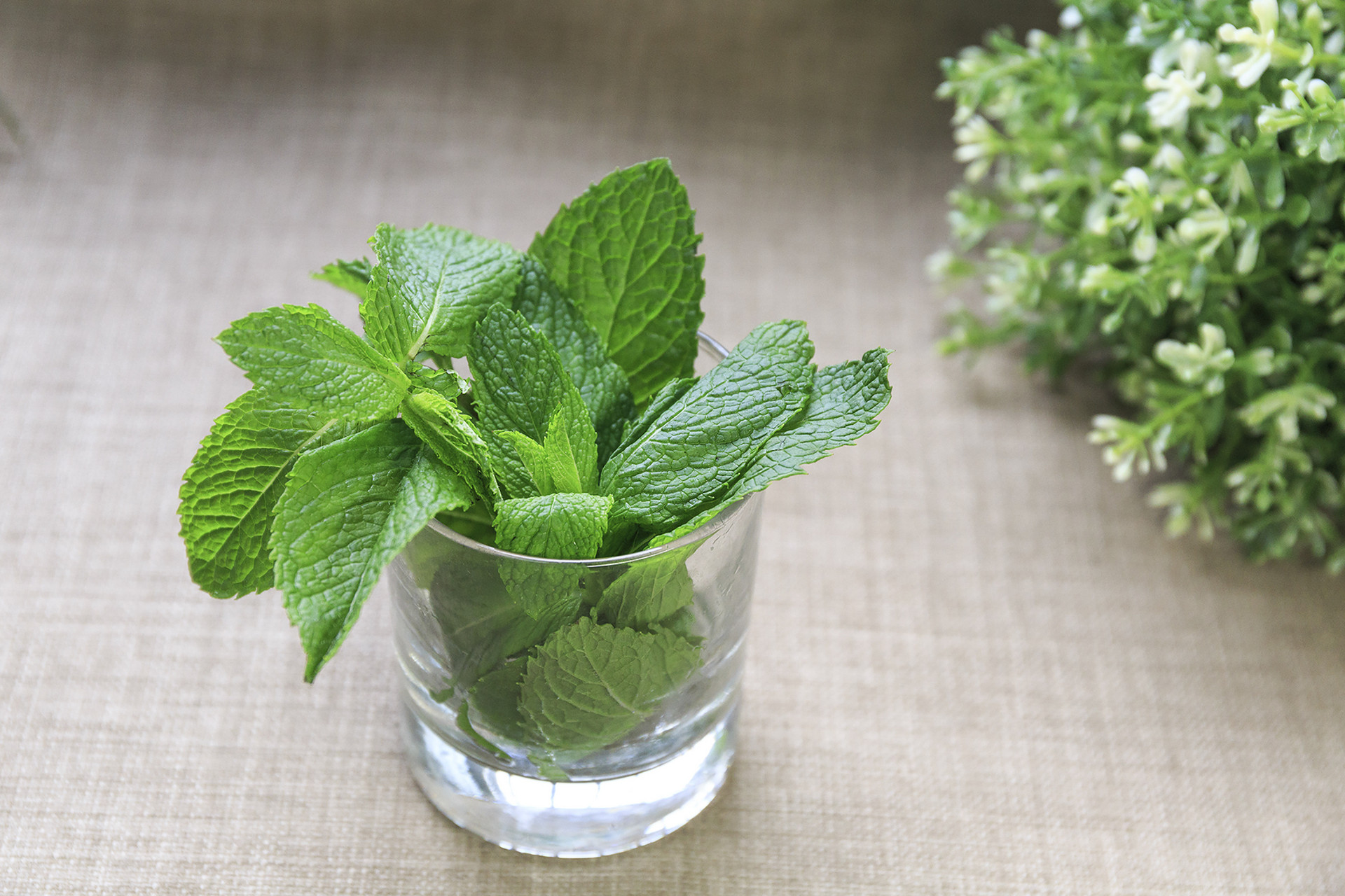 Menthol (1) Menthol (1)