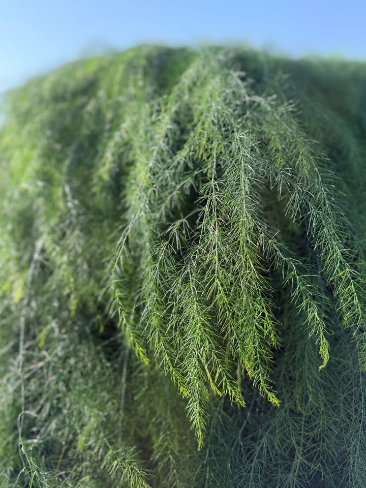 Asparagus Fern Asparagus Fern