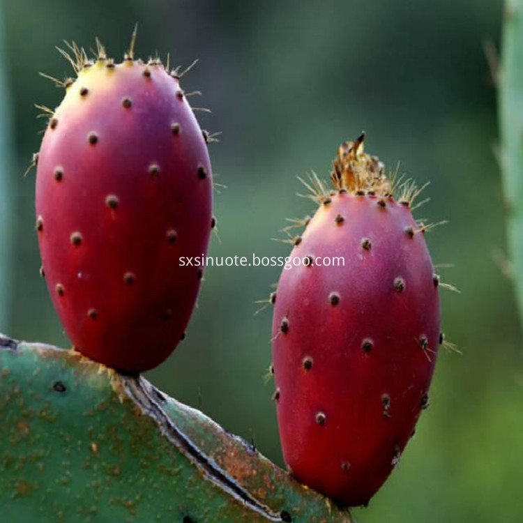 Natural Cactus Fruit Powder Natural Cactus Fruit Powder