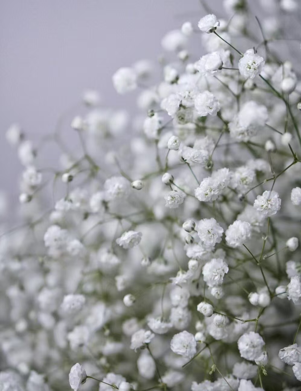 Babybreath white Babybreath white