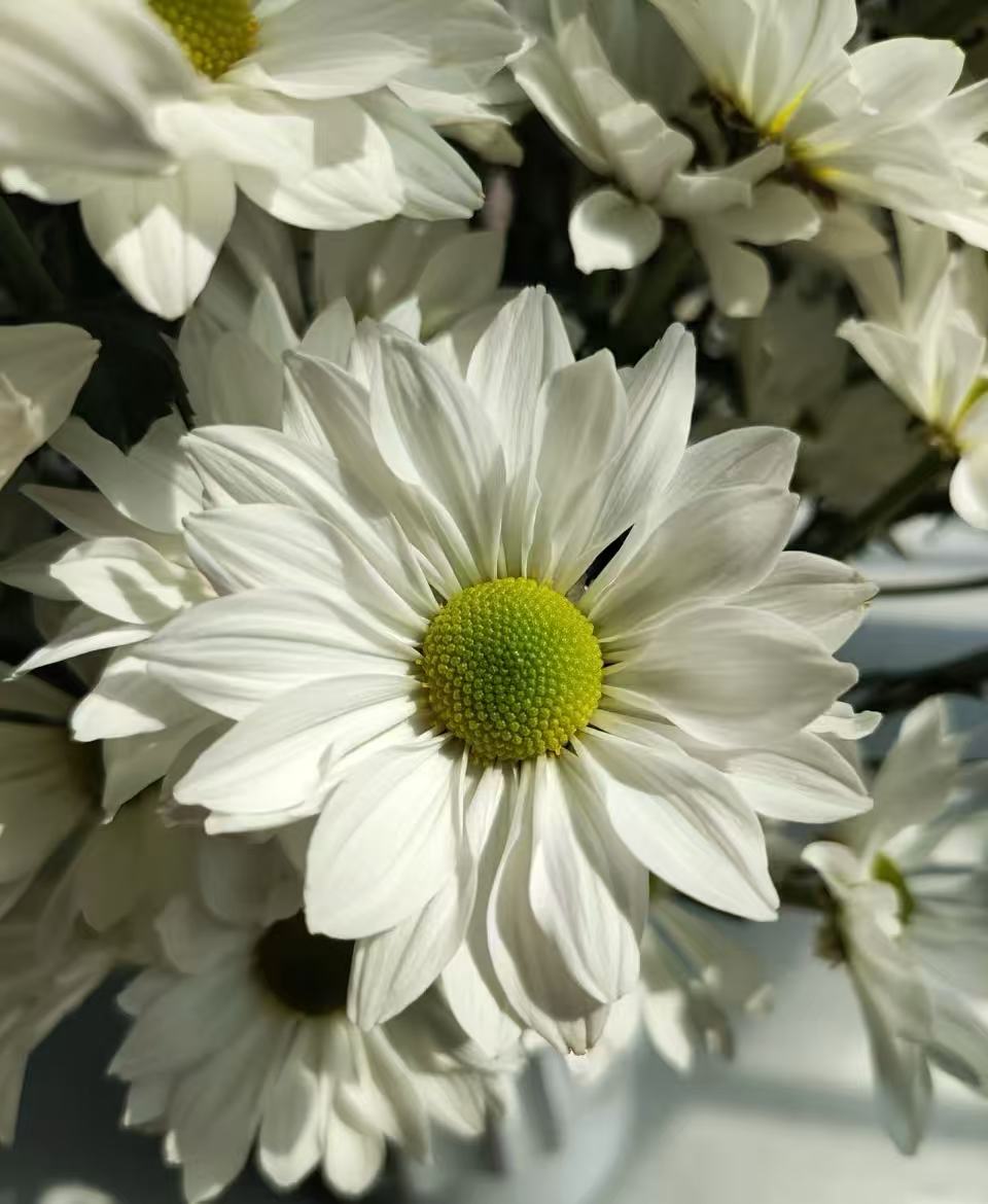 Sofitel spray white chrysanthemum Sofitel spray white chrysanthemum