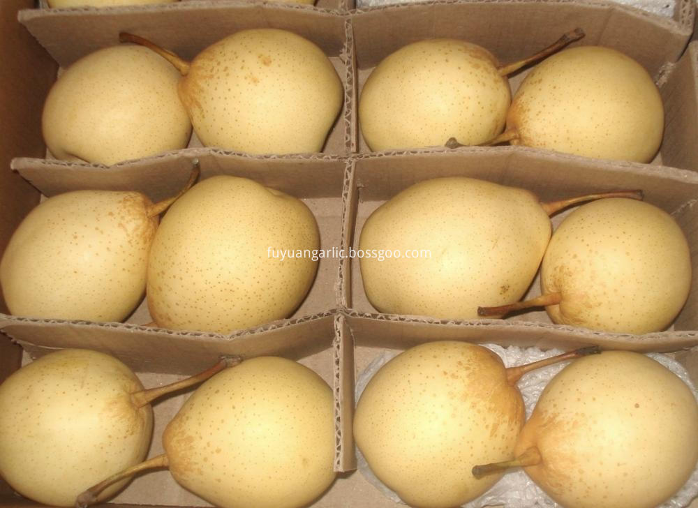 Ya Pear For Export Ya Pear For Export