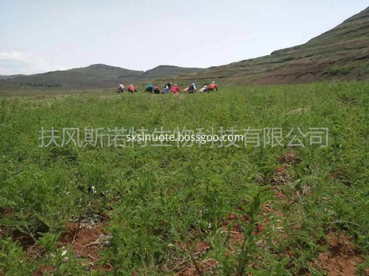 Astragalus Membranaceus Extract Astragalus Membranaceus Extract