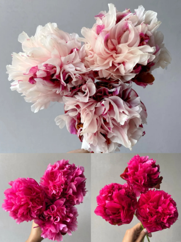 Command Performance Peony Command Performance Peony
