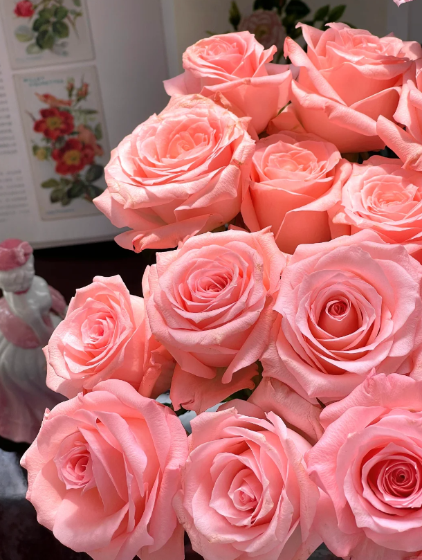 Diana Pink Roses Diana Pink Roses