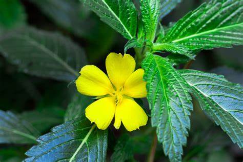 Damiana Powder Damiana Powder