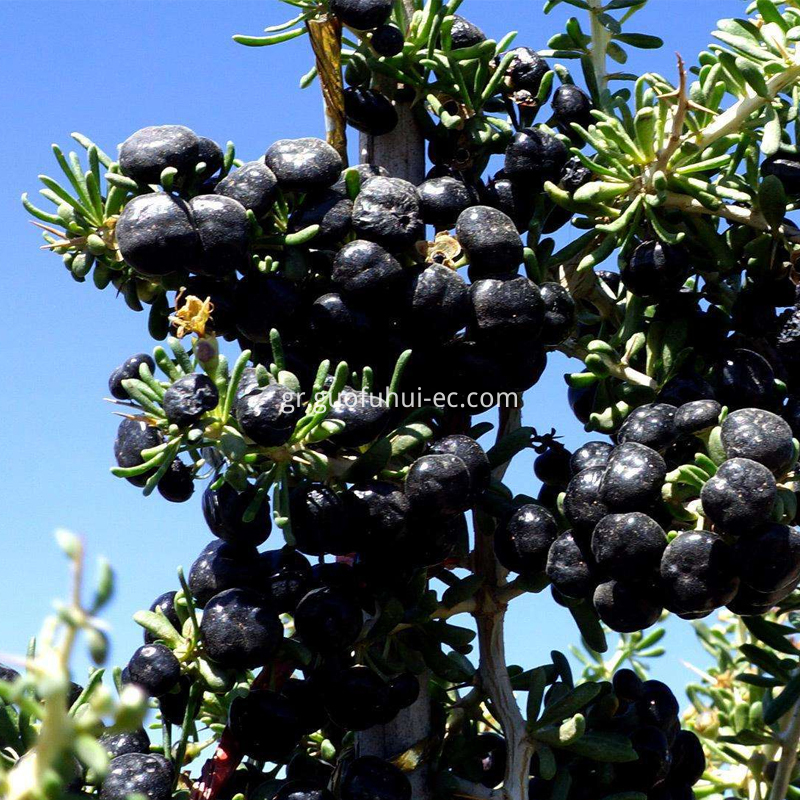 Ningxia μαύρο Goji Berry Ningxia Black Goji Berry