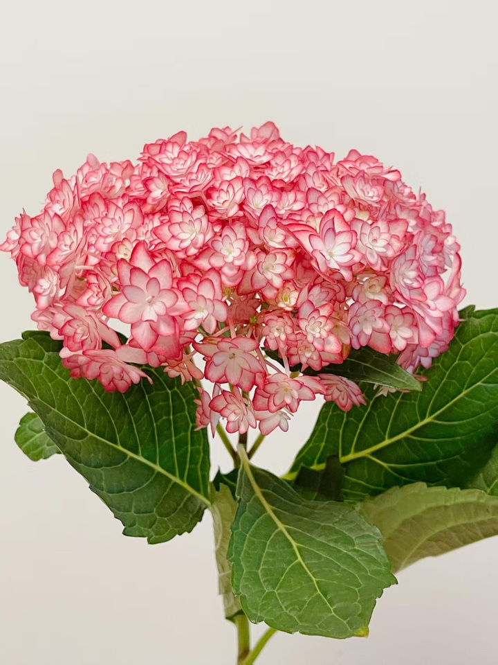 Luna Pink Double Hydrangea Luna Pink Double Hydrangea