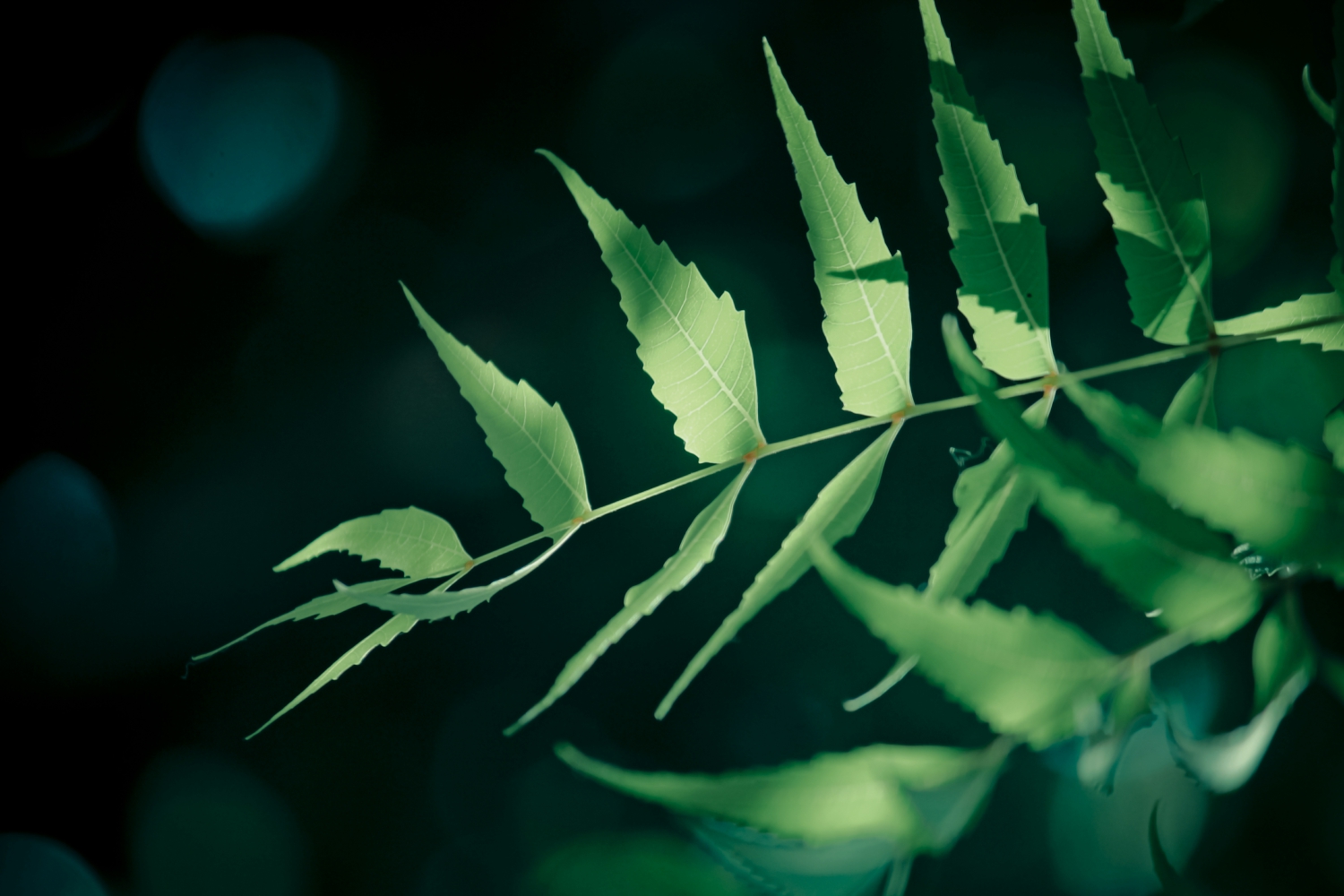 Neem Leaf Extract (1) Neem Leaf Extract (1)