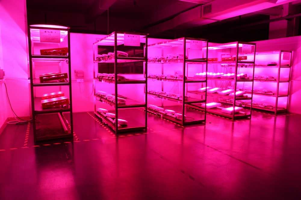 LED Grow Lights