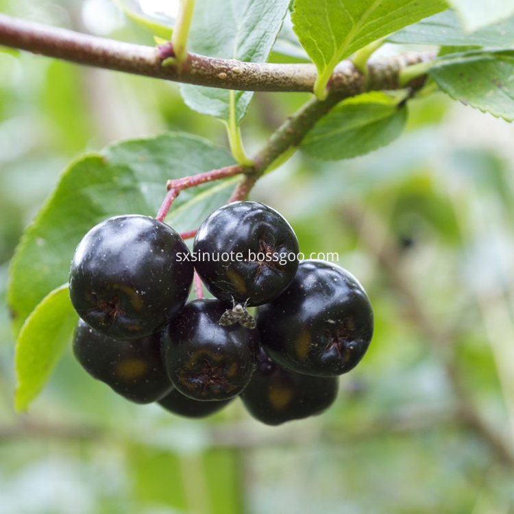 Aronia Berry Extract Aronia Berry Extract