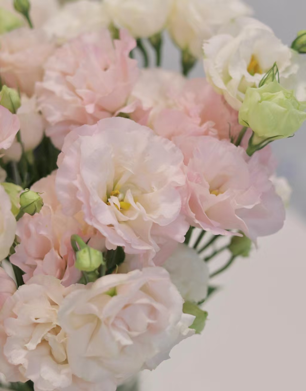 Light Pink Lisianthus Light Pink Lisianthus