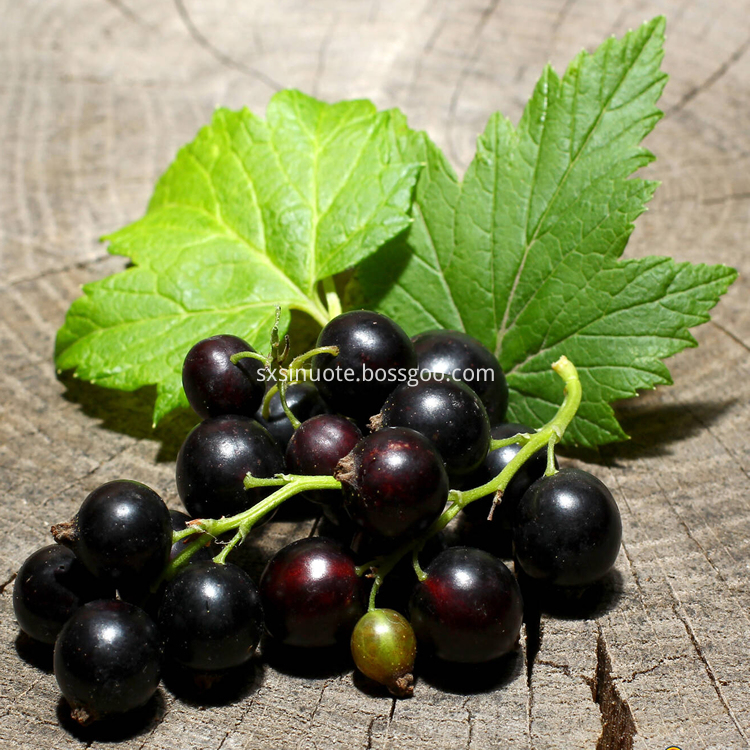 Black Currant Extract Black Currant Extract