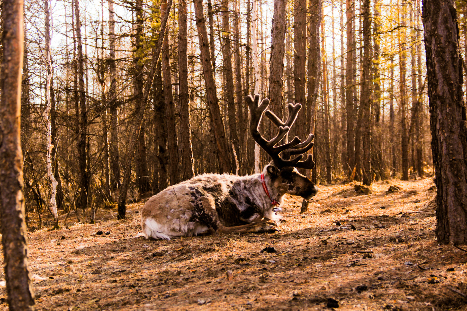 Deer Deer