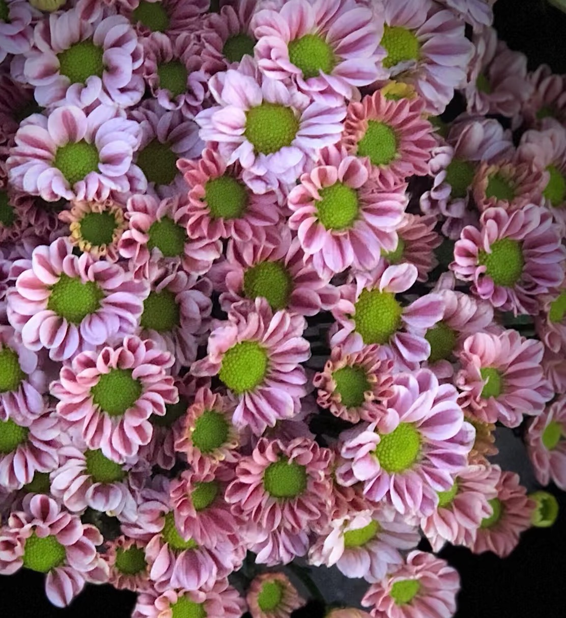 Linglong little chrysanthemum Linglong little chrysanthemum