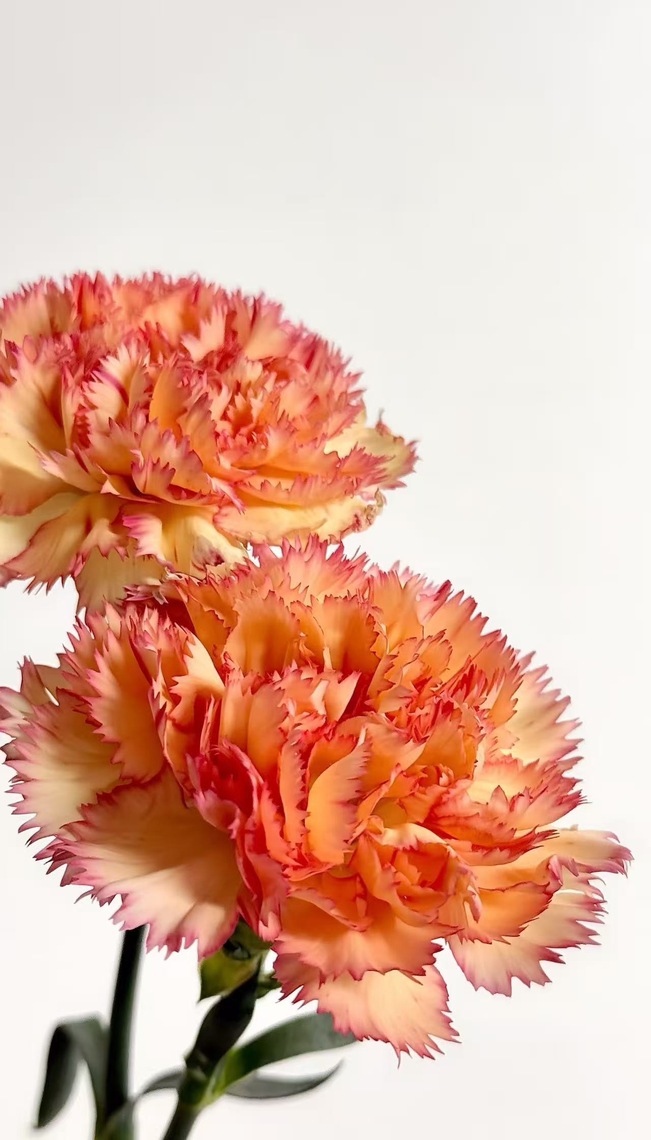 Single-headed Carnation Carnival3 Single-headed Carnation Carnival3