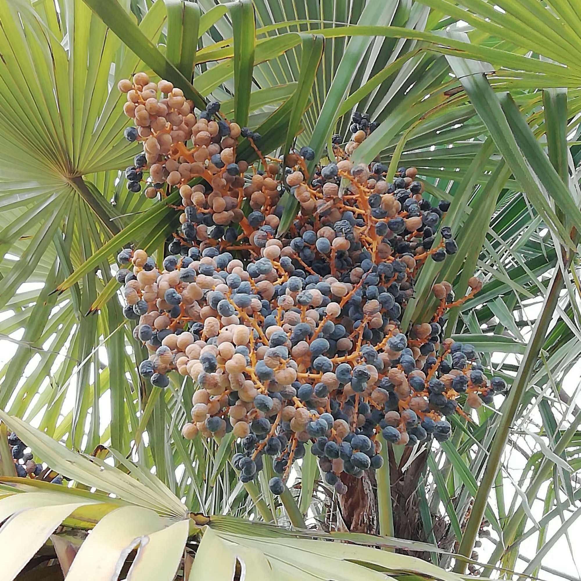 Saw Palmetto Fruit Extract5 Saw Palmetto Fruit Extract5