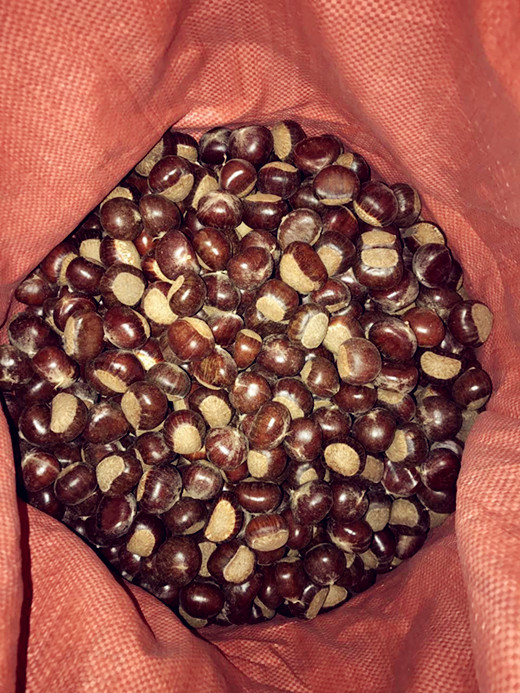 80-100pcs fresh chestnut