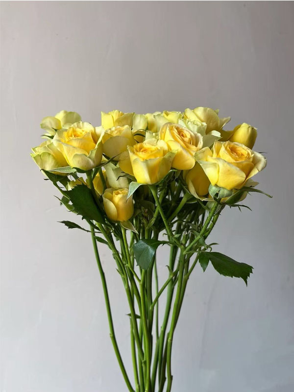 Avocado Spray rose1 Avocado Spray rose1