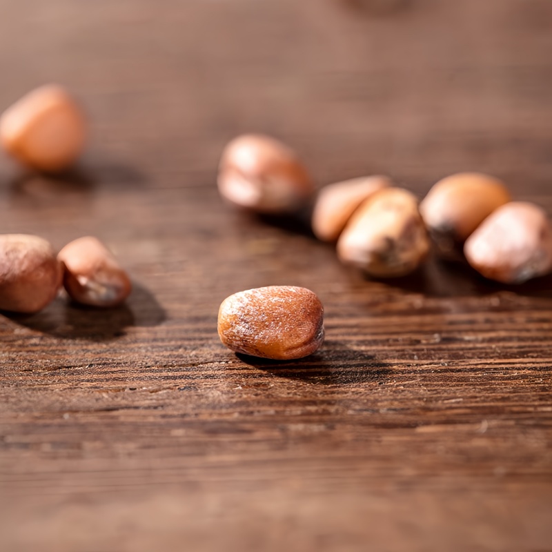 Radish seeds3 Radish seeds3