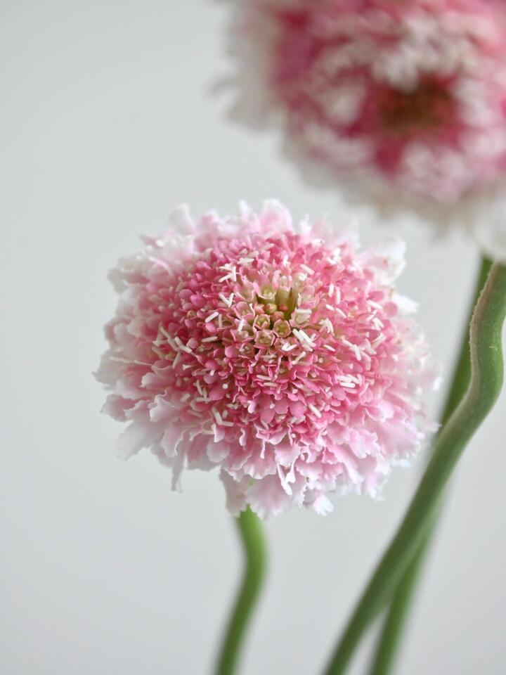 Scabiosa Marshmallow Scoop Scabiosa Marshmallow Scoop