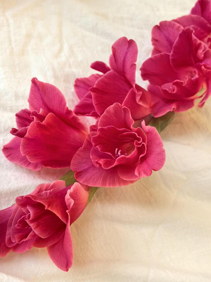 Royal Rose Gladiolus Royal Rose Gladiolus