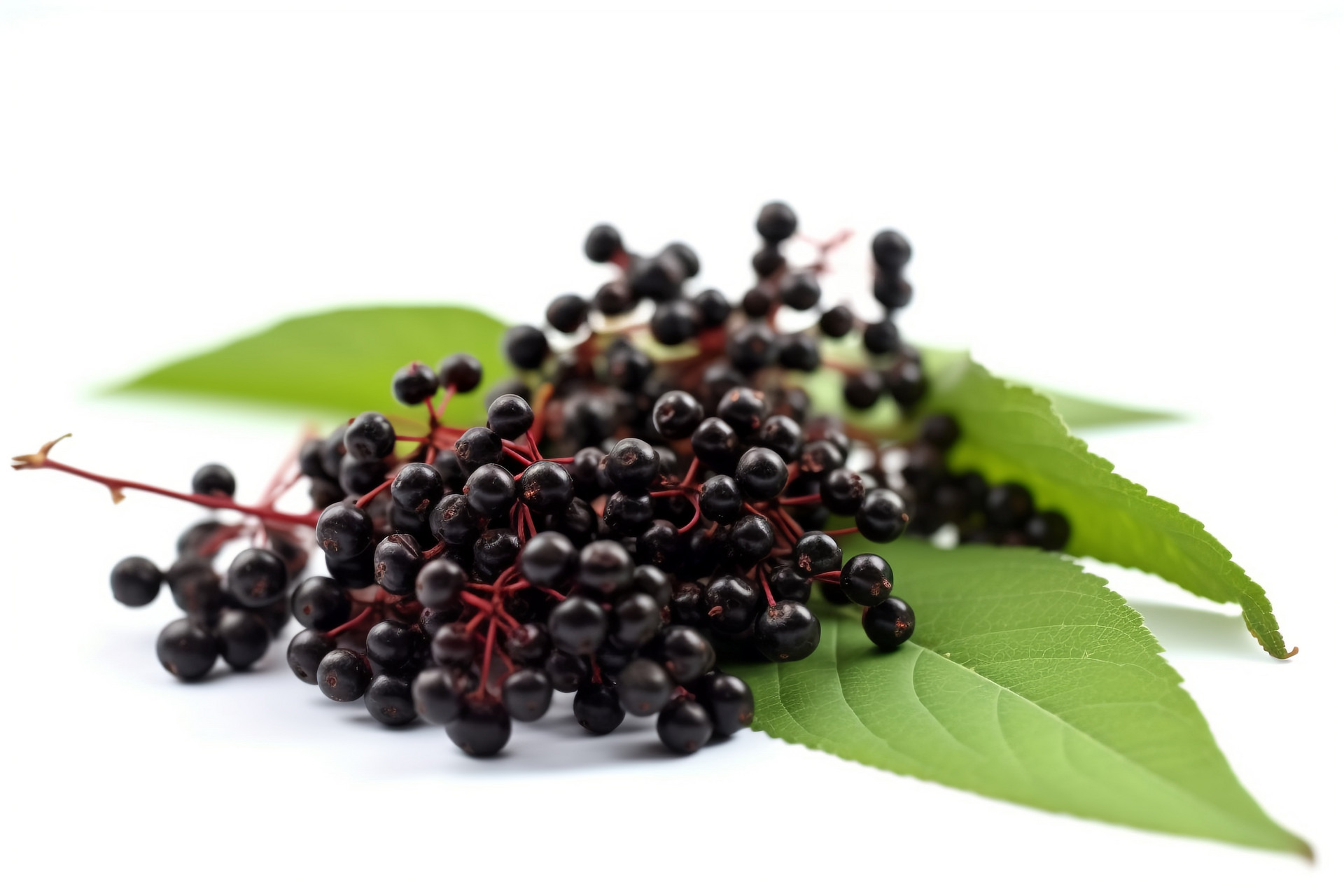 Elderberry Elderberry