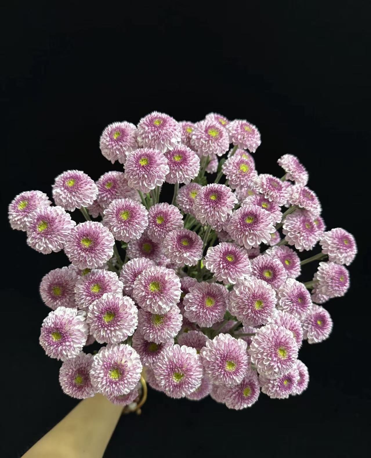 Fan Yan spray chrysanthemum Fan Yan spray chrysanthemum